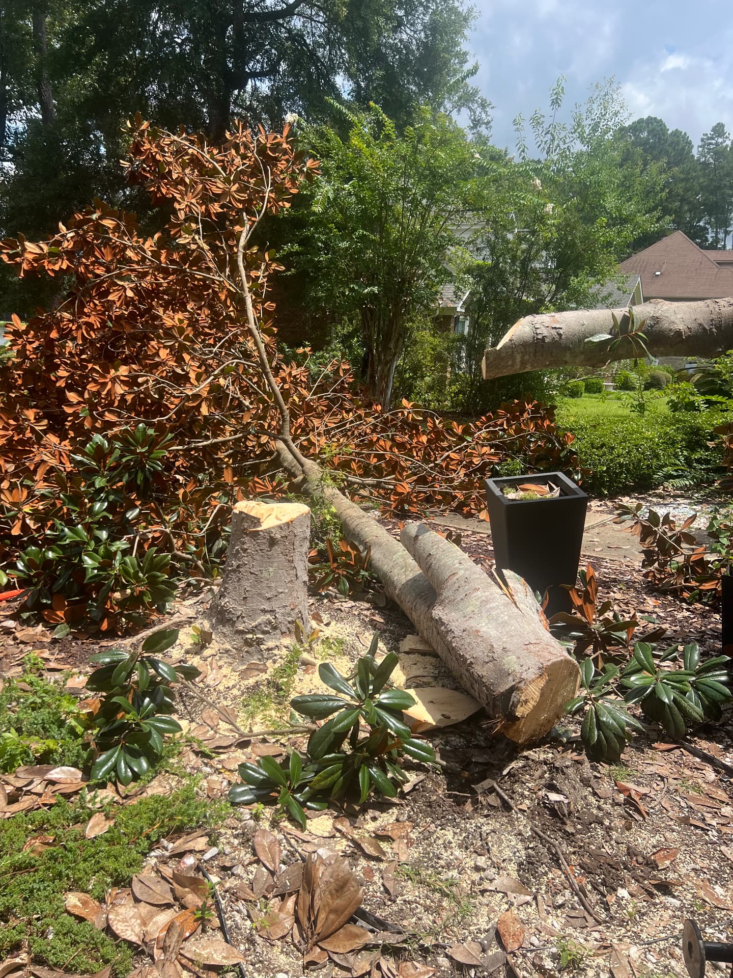 Cut trunk & branches